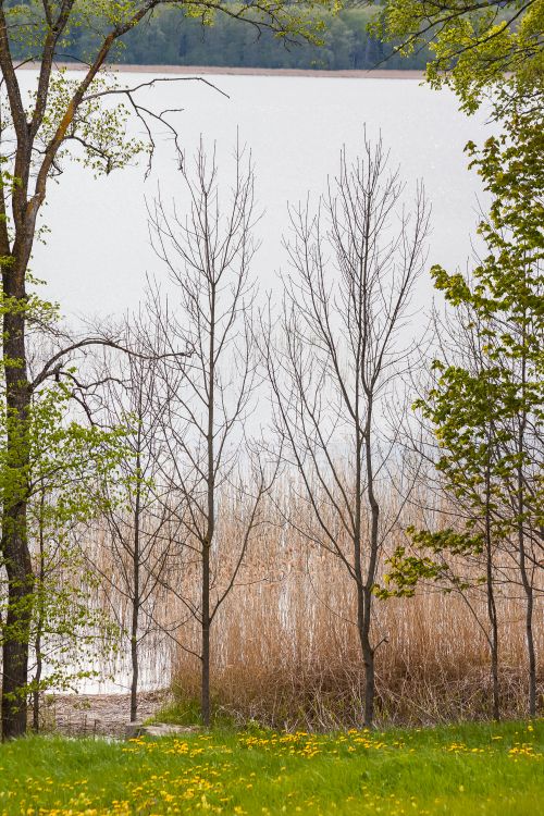 Free Tranquil scene of trees by a lake in spring, featuring budding greenery and calm waters. Stock Photo