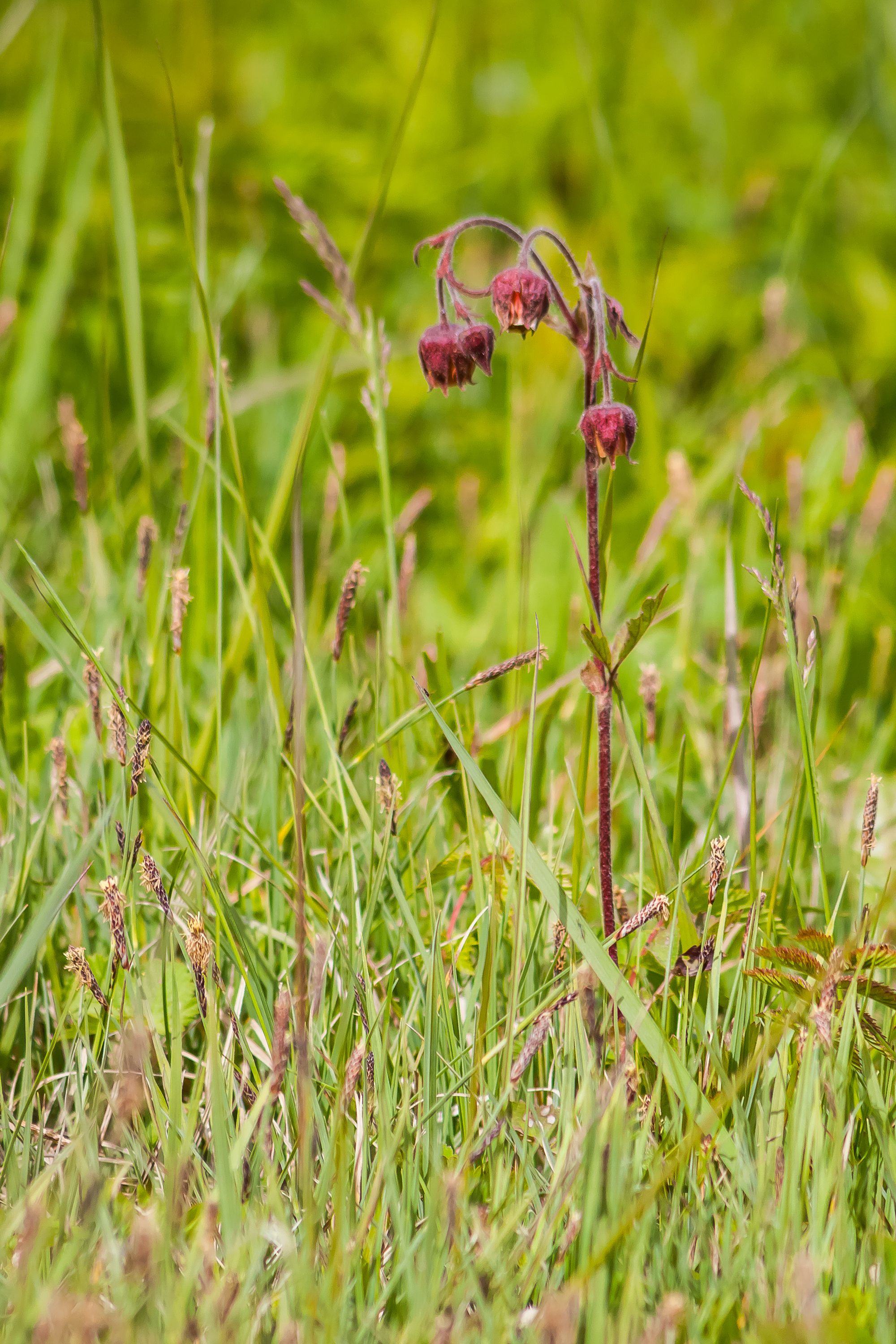 Close-up of Wildflower in Lush Green Meadow · Free Stock Photo
