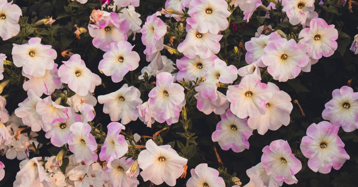 A close-up view of delicate petunias showcasing soft pastel colors, creating a serene floral arrange