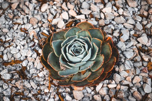 Top view of a rosette-shaped succulent plant amidst decorative garden pebbles.