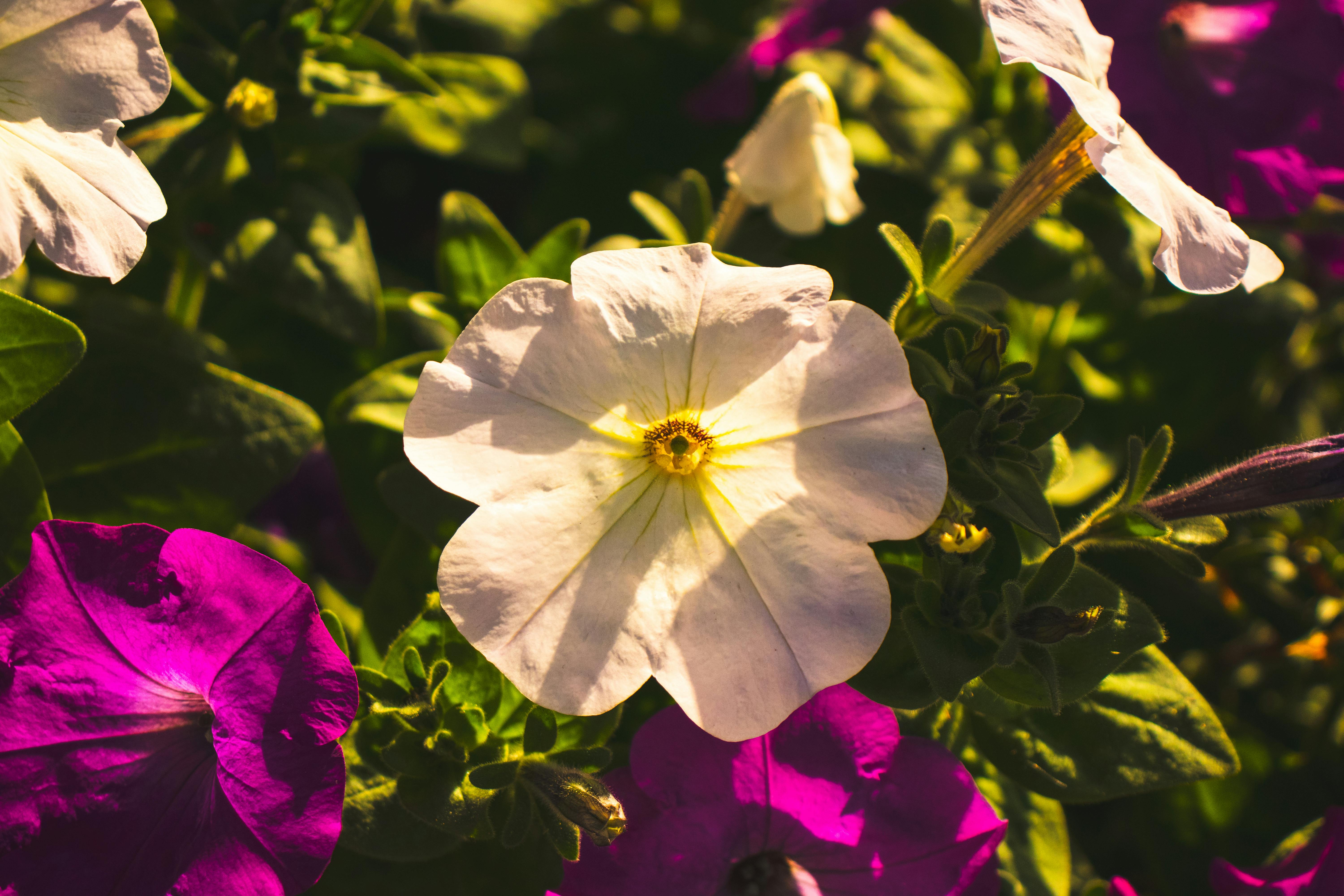 Vibrant petunia flowers in full bloom showcasing white and purple petals under sunlight in a garden.