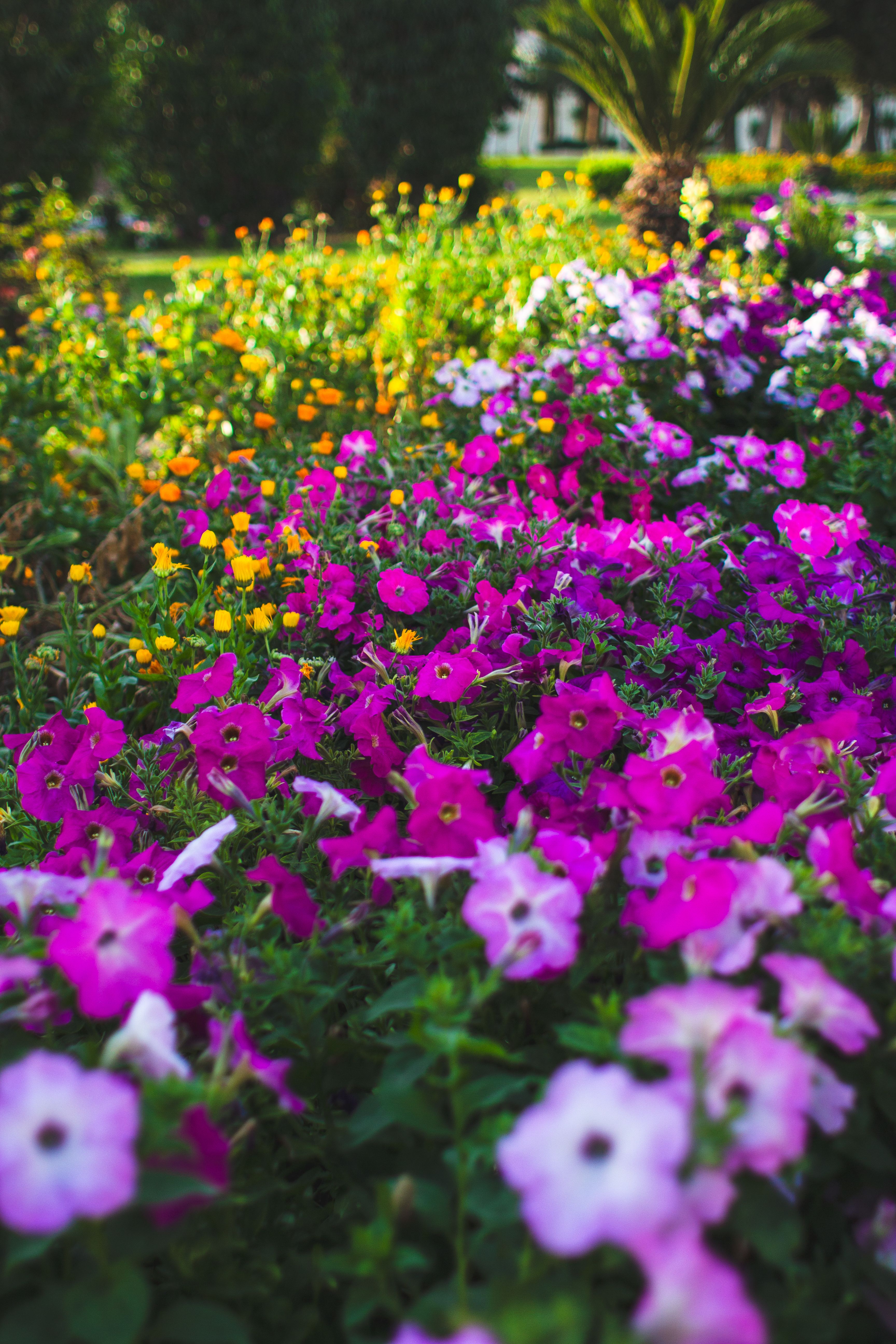 [ColoSach]-lush-garden-scene-full-of-colorful-pink-petunias-and-yellow-flowers,-perfect-for-nature-enthusiasts.