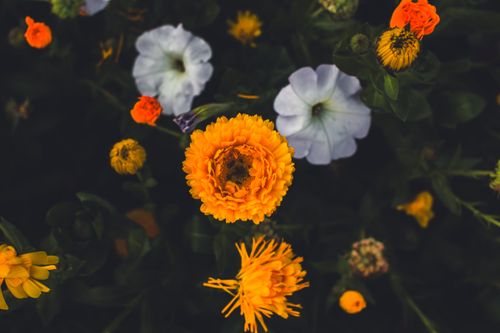 Free A beautiful aerial view of vibrant marigolds and petunias in bloom. Stock Photo