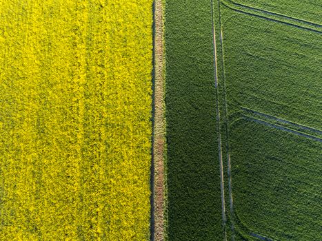 A striking aerial view of distinct yellow and green fields divided by a pathway.