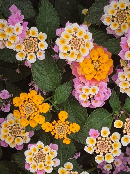 Free Close-up of colorful lantana flowers with green leaves, showcasing vibrant shades of orange, yellow, and pink. Stock Photo