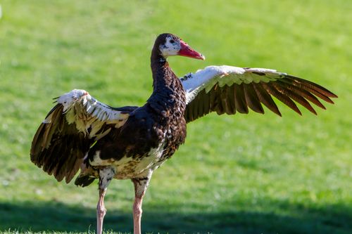Free Spur-winged goose with wings outstretched in a sunny field. Stock Photo