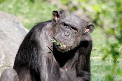 Chimps Keep Hurling Rocks at Same Trees for Over a Decade