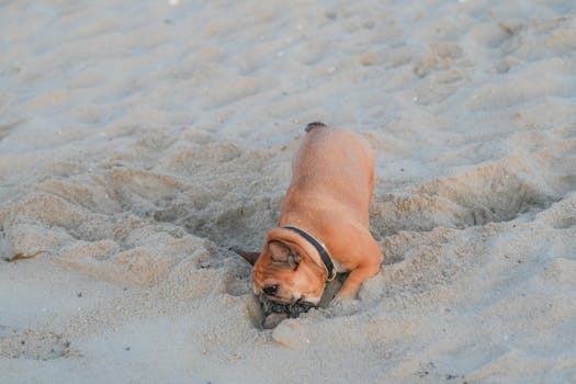 French Bulldog joyfully digging into sandy beach at Cove Island Park in Stamford, Connecticut.