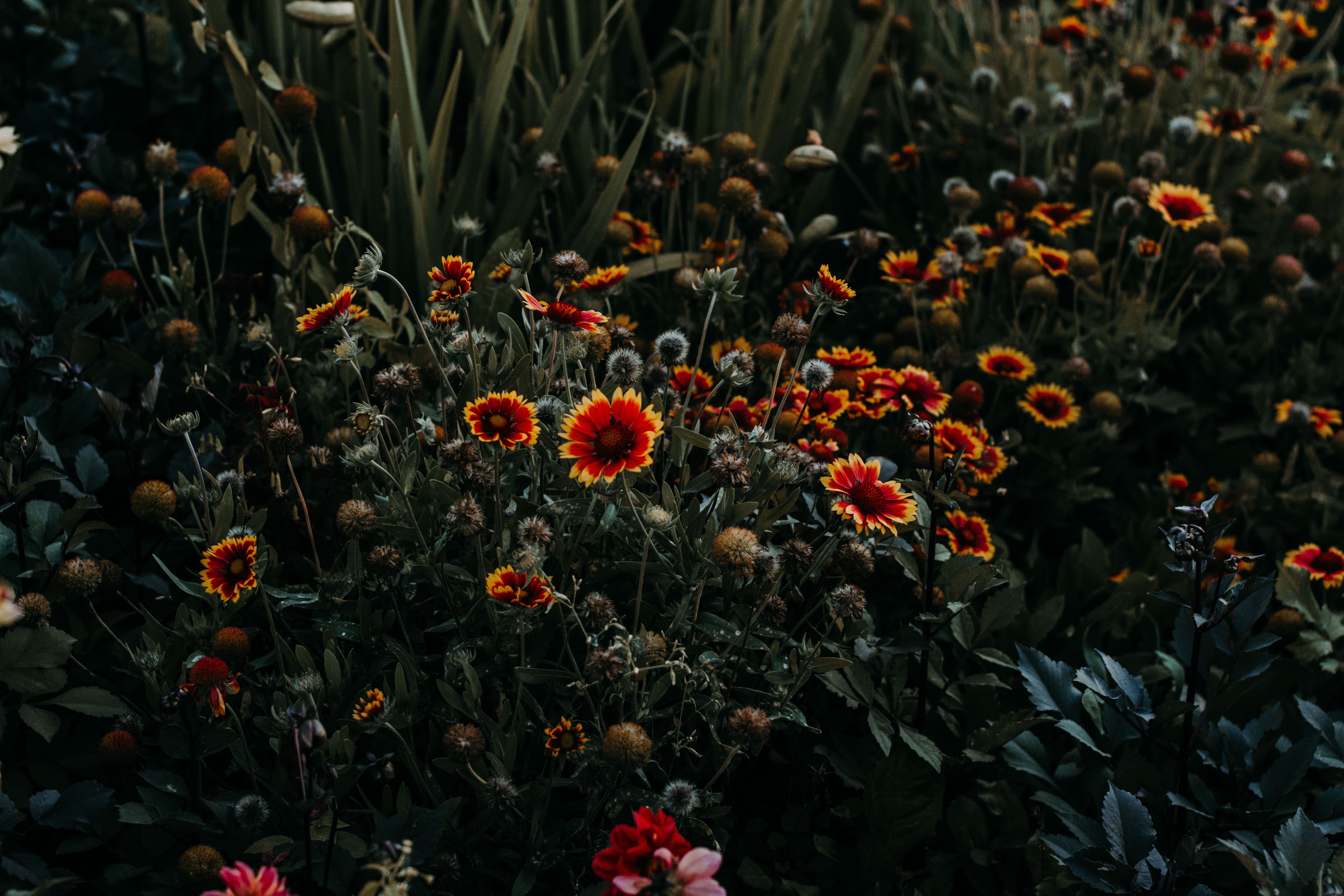 Cómo elegir las mejores plantas para un jardín sostenible