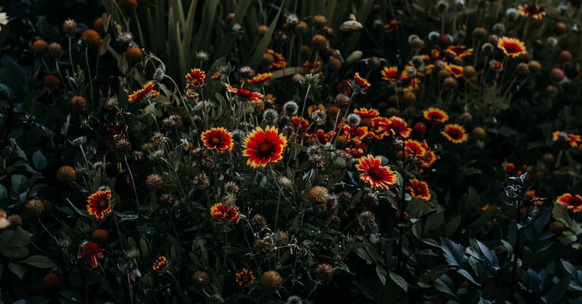 Cómo elegir las mejores plantas para un jardín sostenible