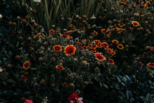 Free A moody, dark-toned image of vibrant wildflowers thriving in a lush garden setting. Stock Photo
