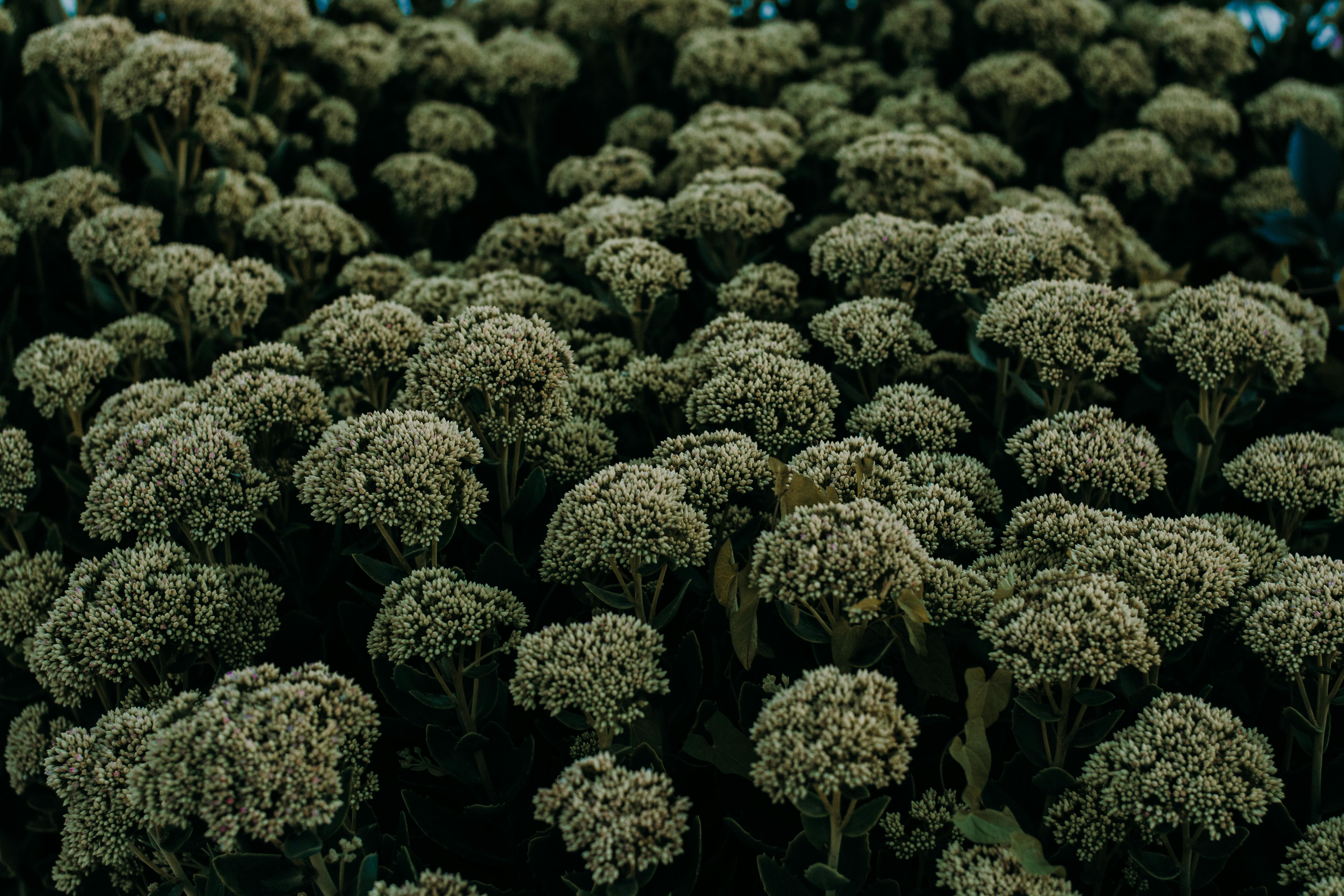 Chelsea Chop before and after perennials, Sedum, Echinacea