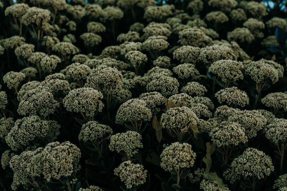 Sedum