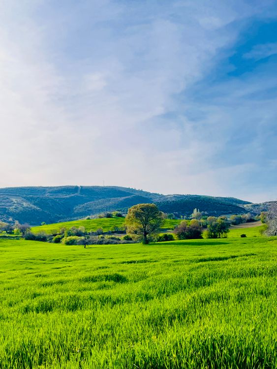 Vibrant Green Field with Rolling Hills and Blue Sky · Free Stock Photo
