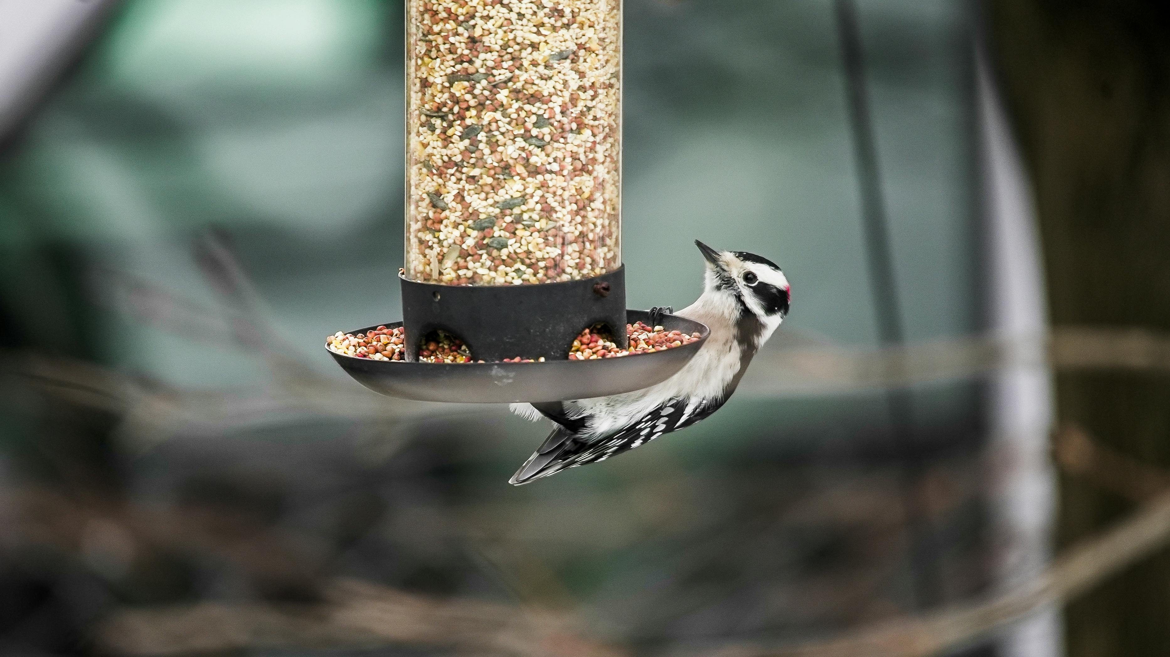 A small woodpecker hovers at a bird feeder filled with colorful seeds.