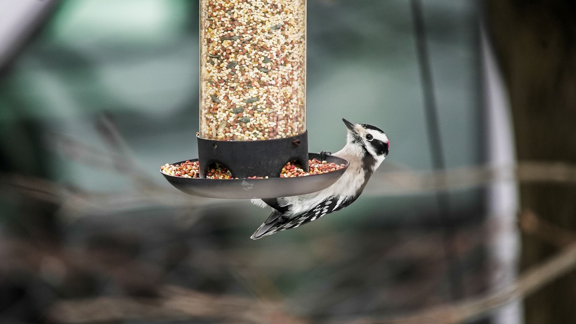 A black and white woodpecker eating seeds from a backyard bird feeder.