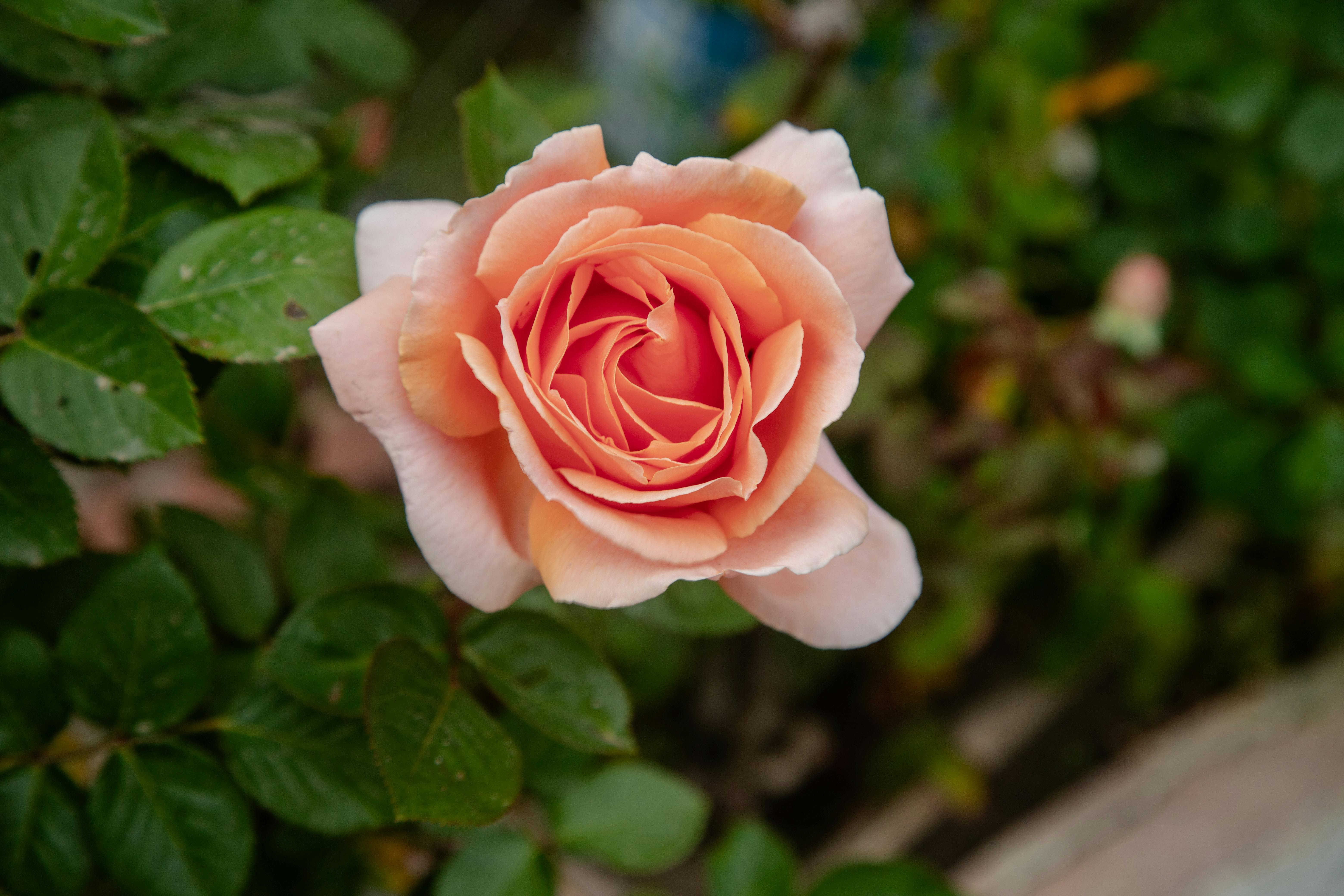 Magnifique jardin de roses bien entretenu