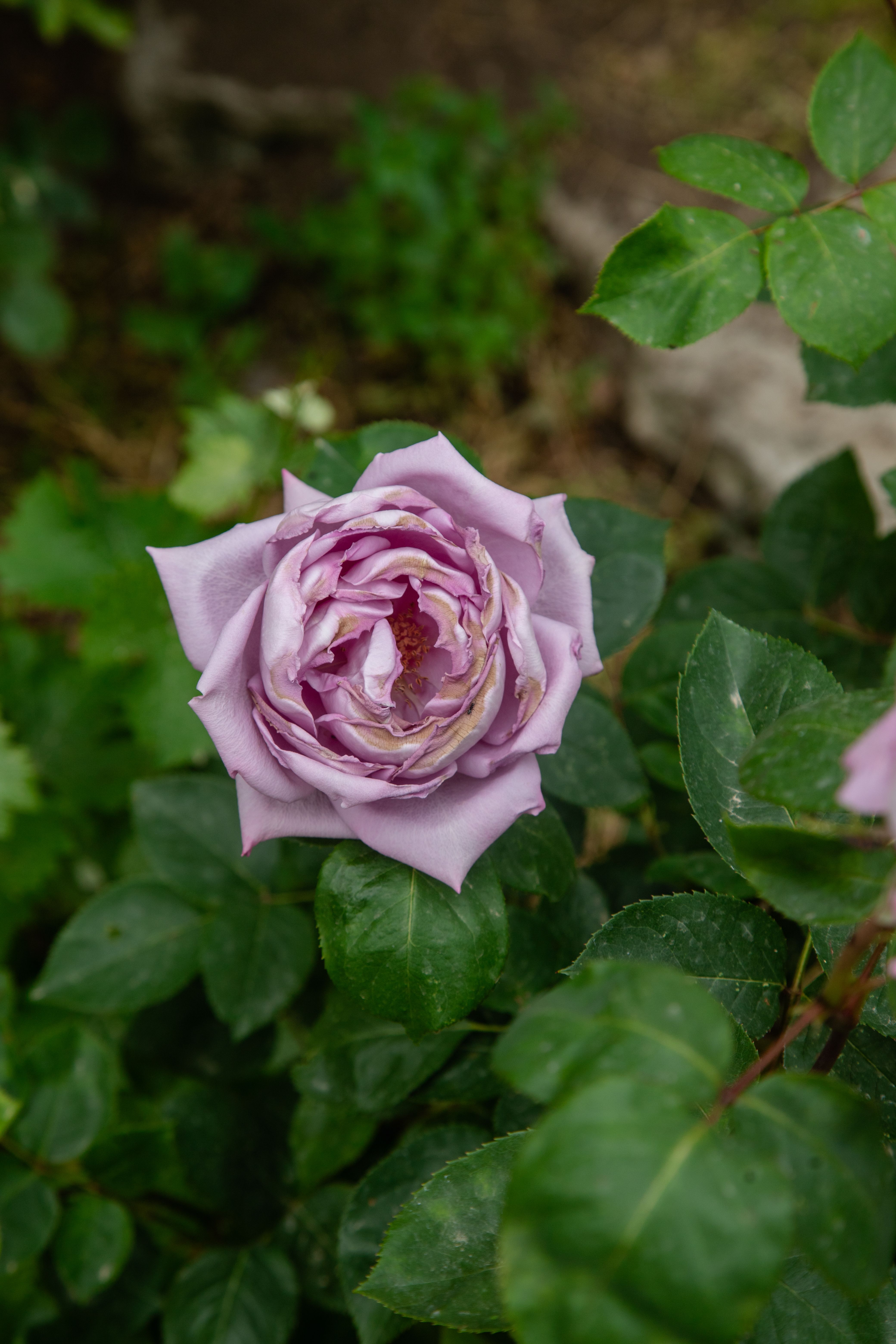 Delicate Lavender Rose Bloom in Garden Setting · Free Stock Photo