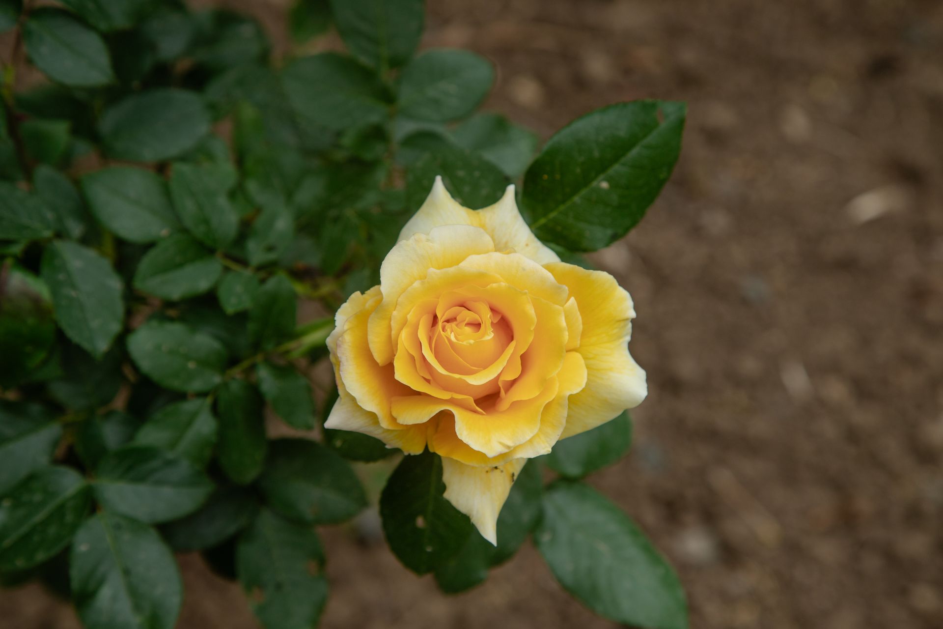 Yellow rose blooming in a garden with lush green foliage, conveying natural beauty.