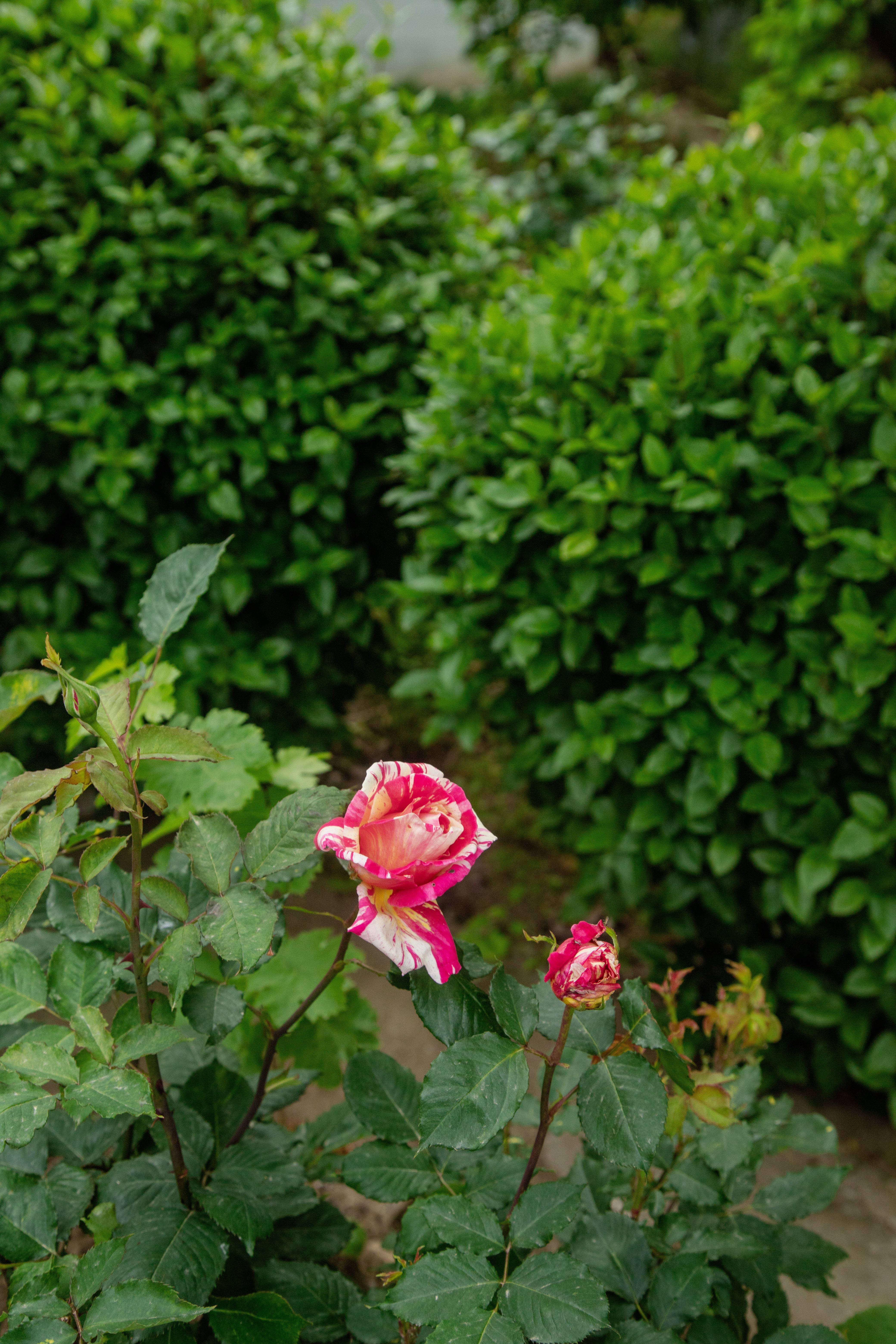 Vibrant Pink Roses in a Lush Green Garden · Free Stock Photo