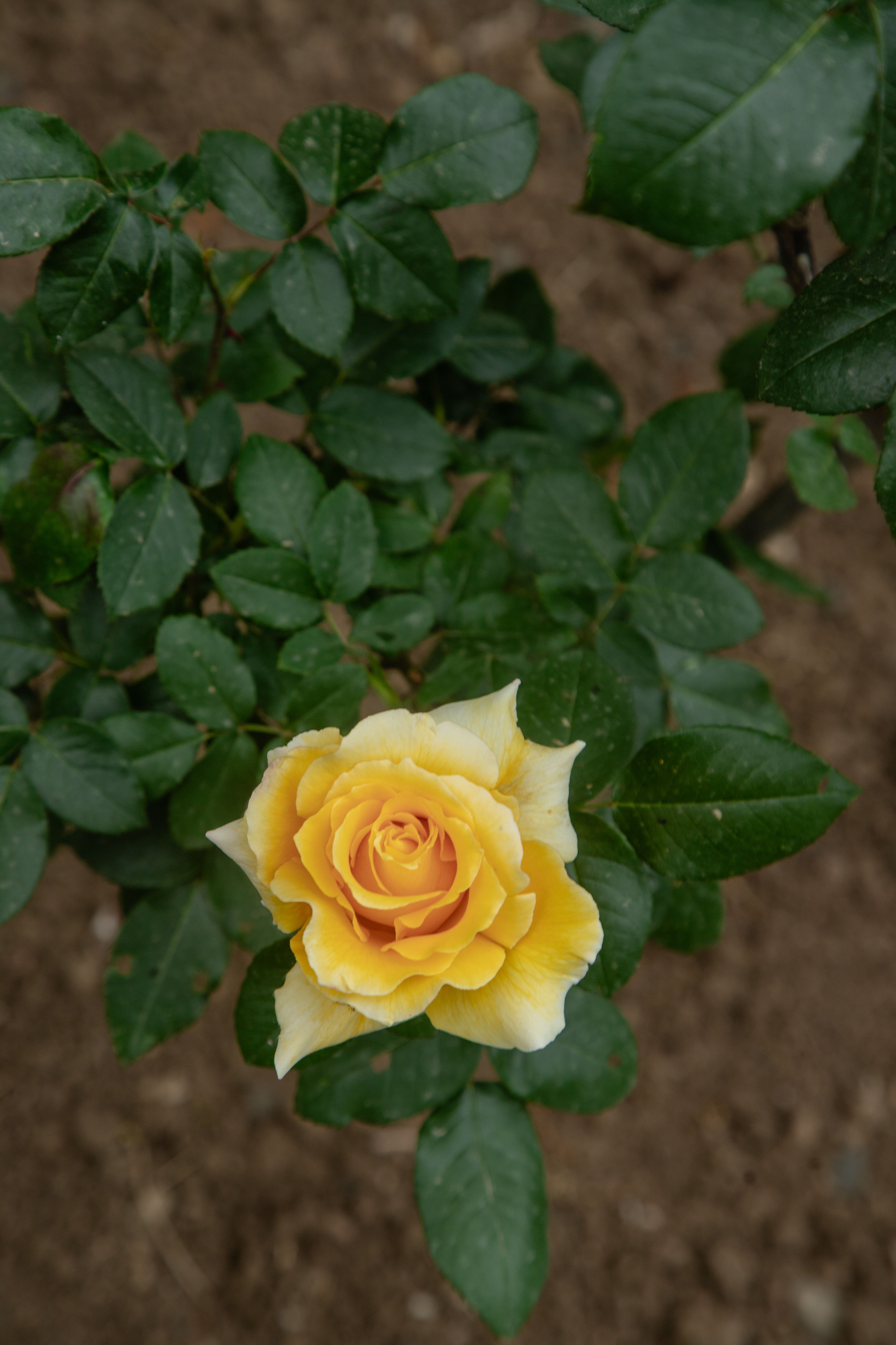 Bright Yellow Rose in Lush Greenery · Free Stock Photo