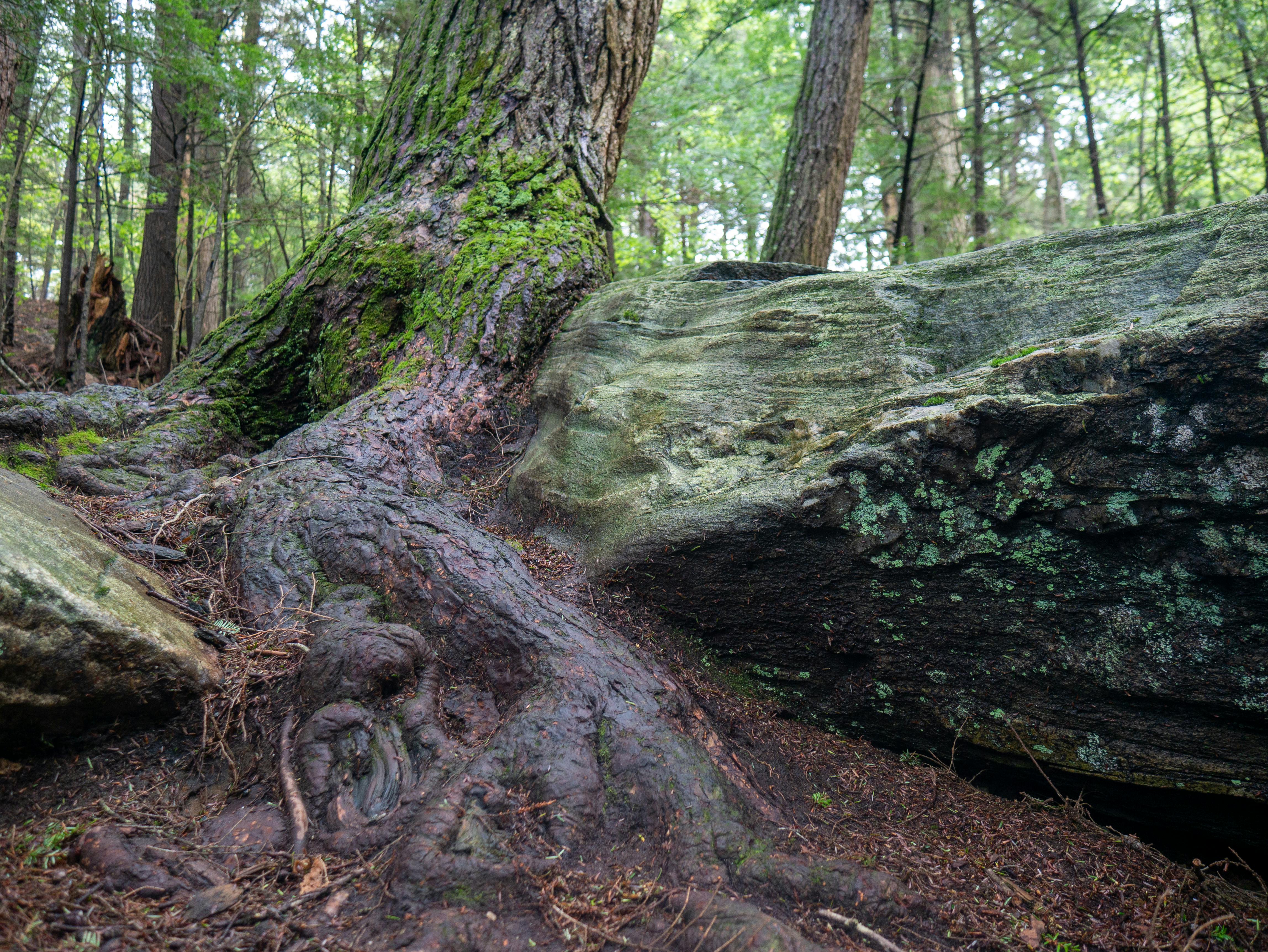 A vibrant forest scene in Dalton, MA, showing intertwining roots and moss-covered rocks.
