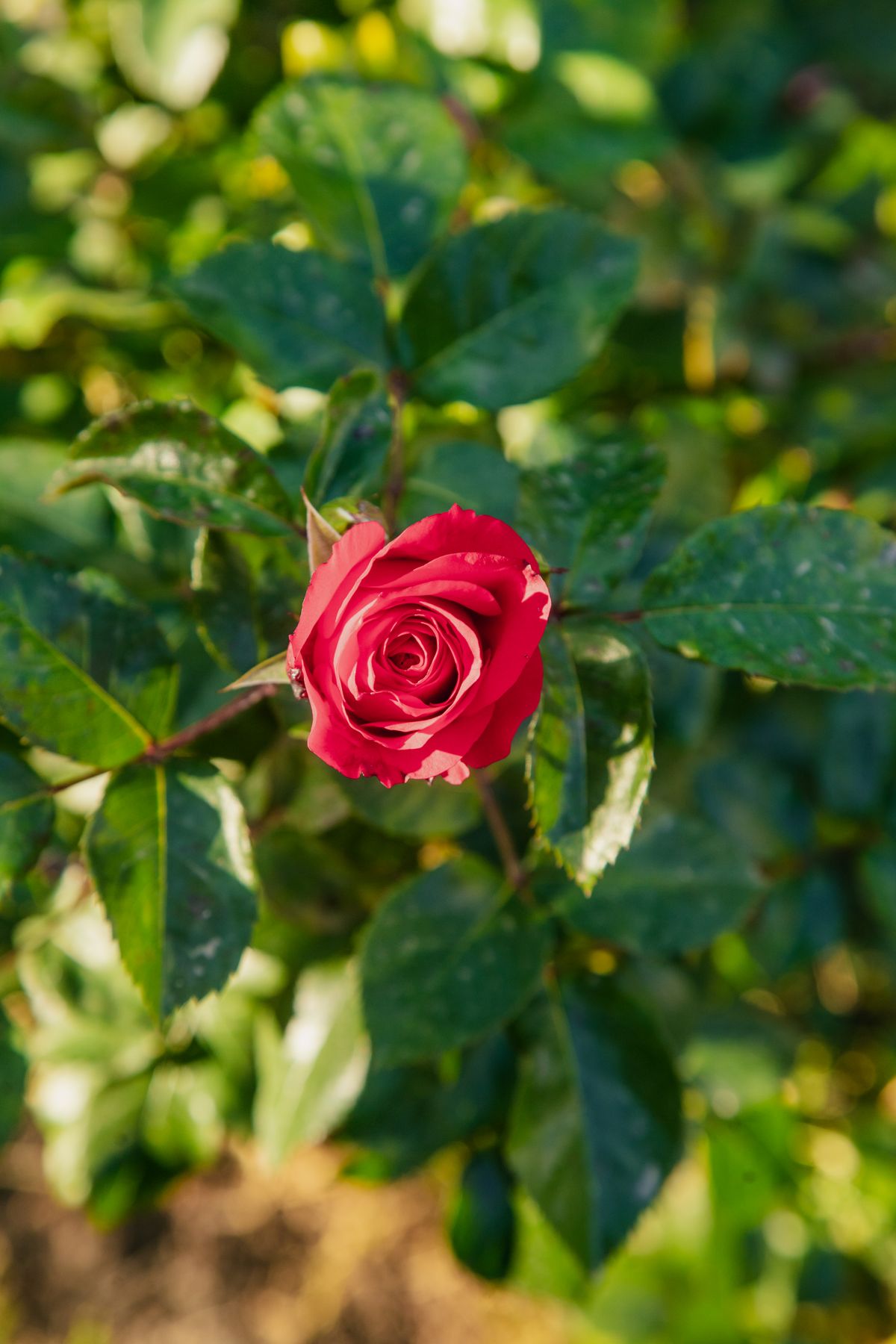Sunlit Red Roses Vibrant Red Rose Bloom in Sunlit Garden · Free Stock Photo