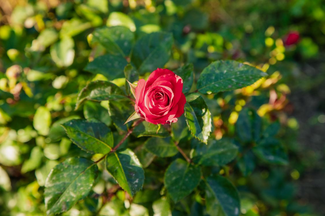 Sunlit Red Roses Vibrant Red Rose Bloom in Sunlit Garden · Free Stock Photo