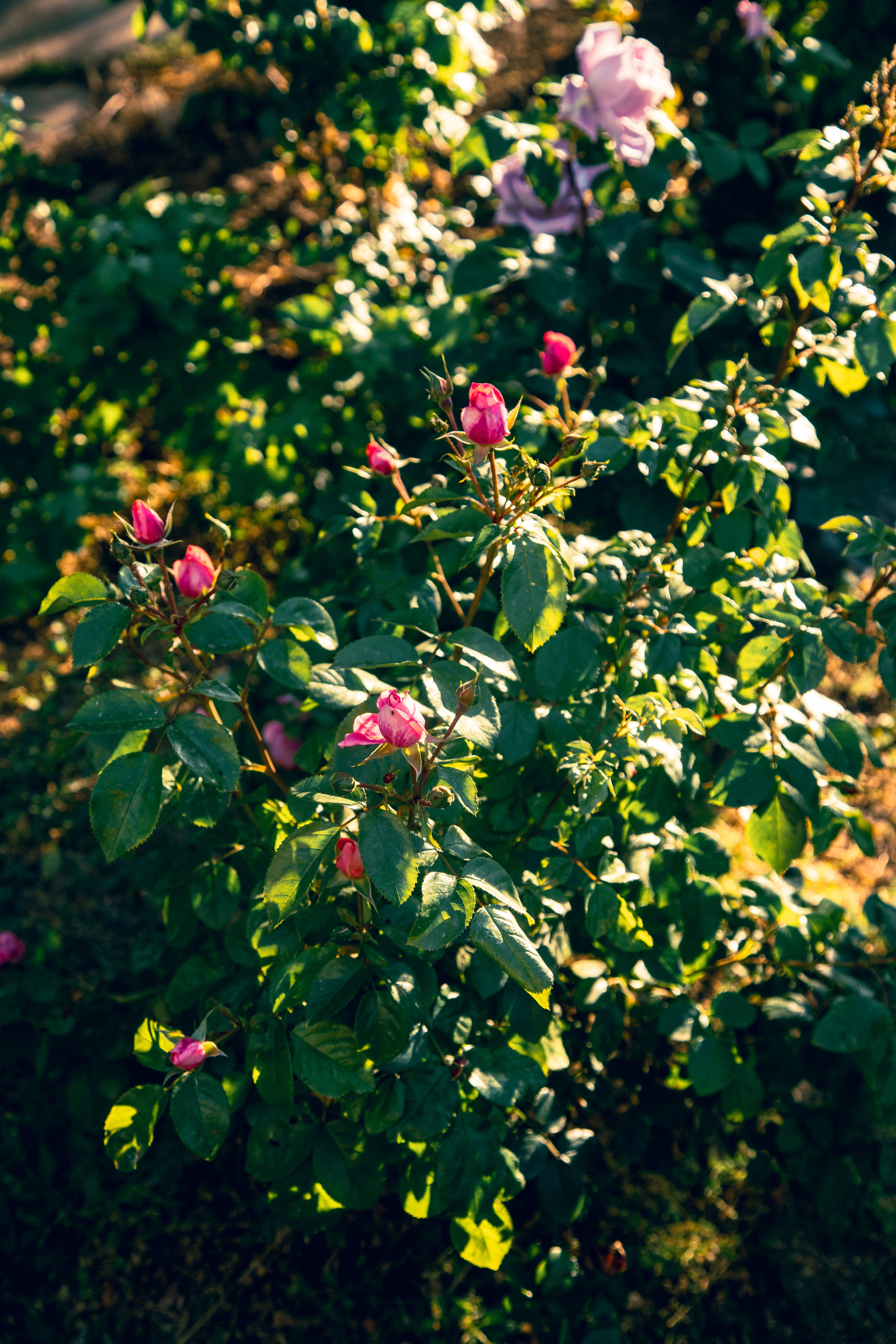 Captivating Pink Roses Blooming in Sunlit Garden · Free Stock Photo