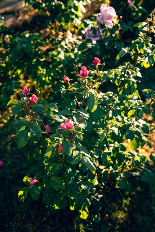 Captivating Pink Roses Blooming in Sunlit Garden · Free Stock Photo
