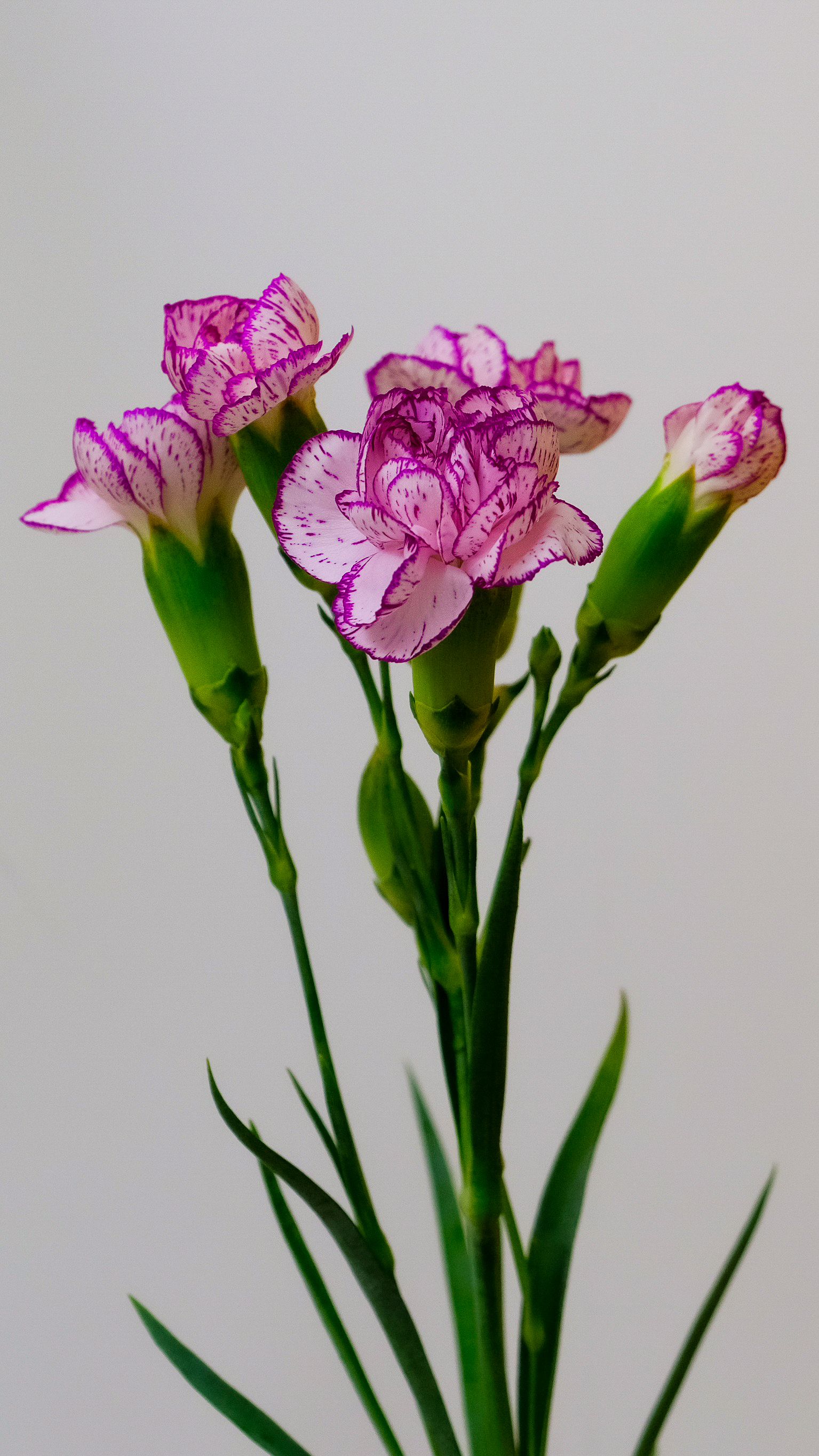 Vibrant pink carnation flowers with green stems in a minimalistic style, perfect for floral themes.