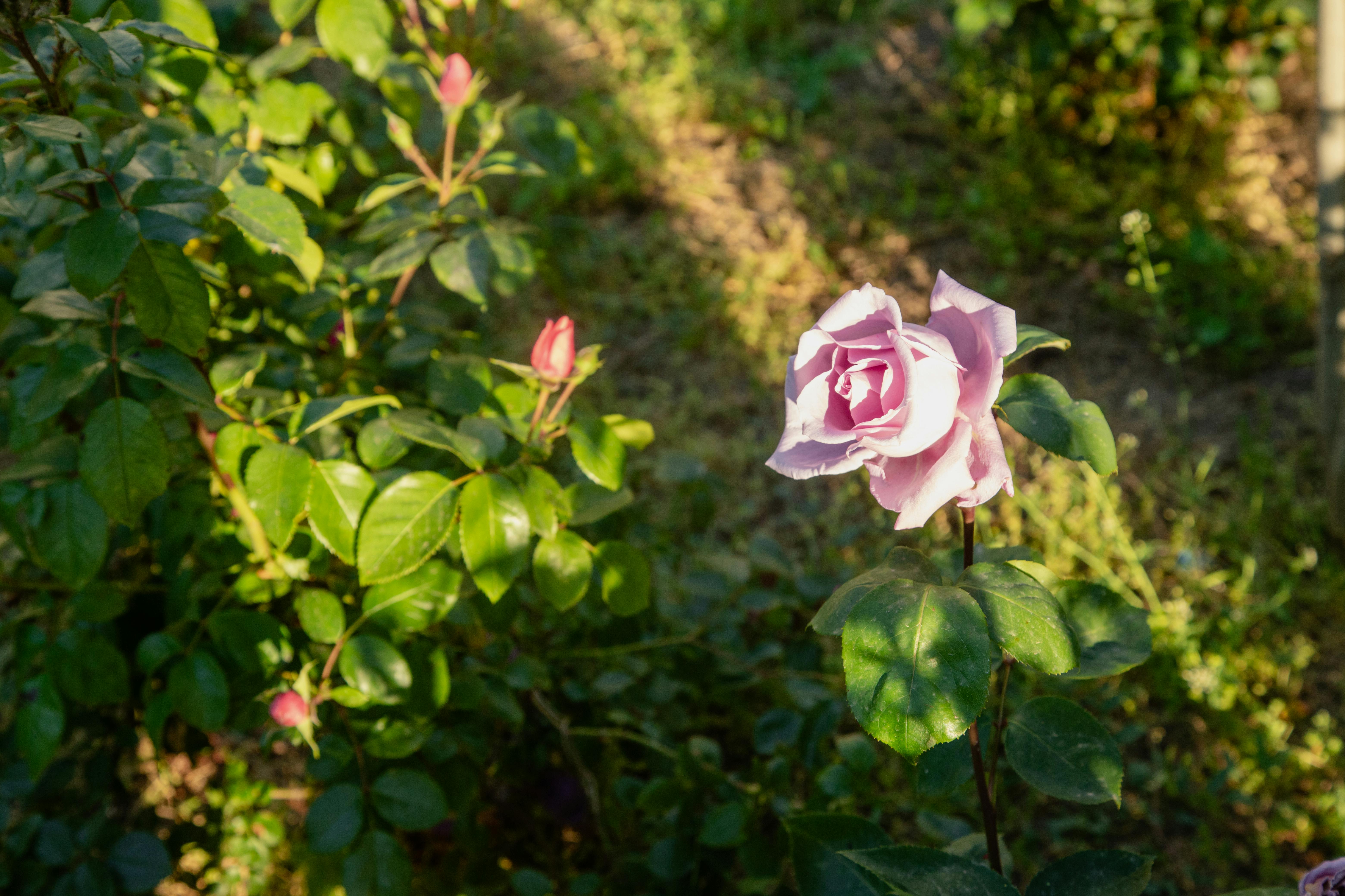 Le vin rosé fait-il grossir ? Vérité et astuces pour en profiter