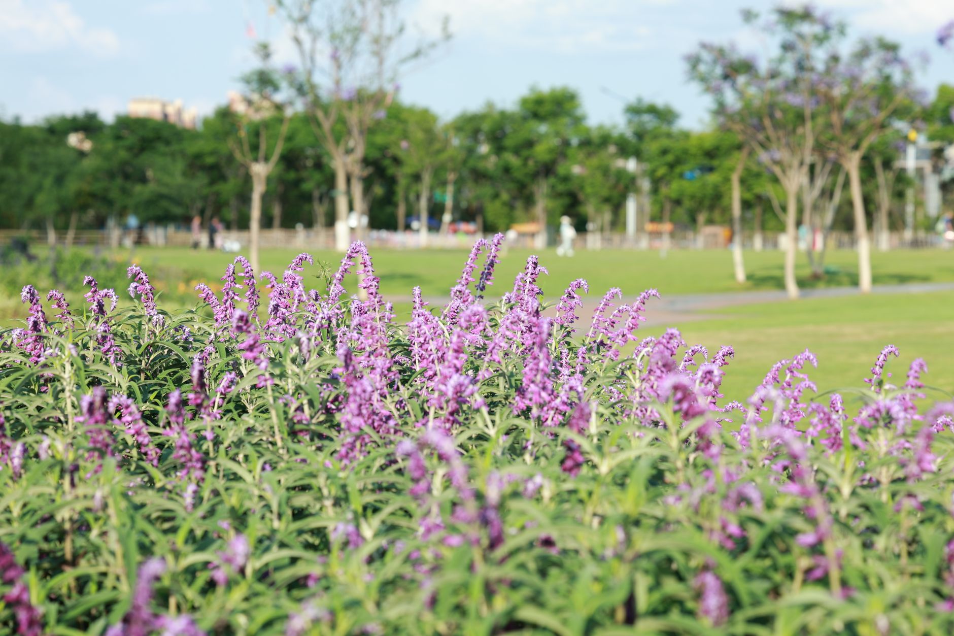 Lush lavender flowers bloom in a sunlit park with green trees in the background.