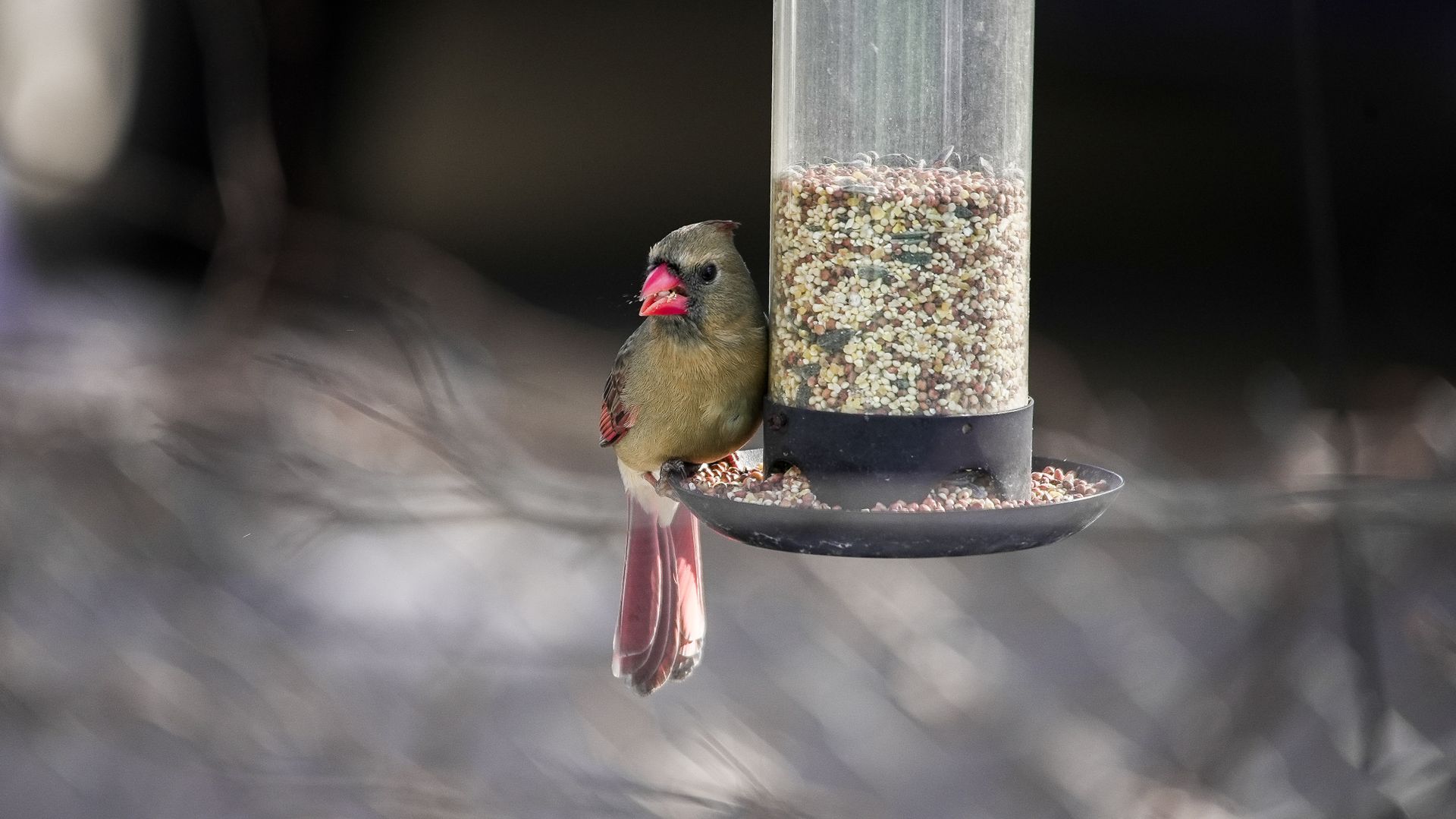 A female Northern Cardinal perches on a bird feeder, showcasing vibrant feathers in a winter landscape.