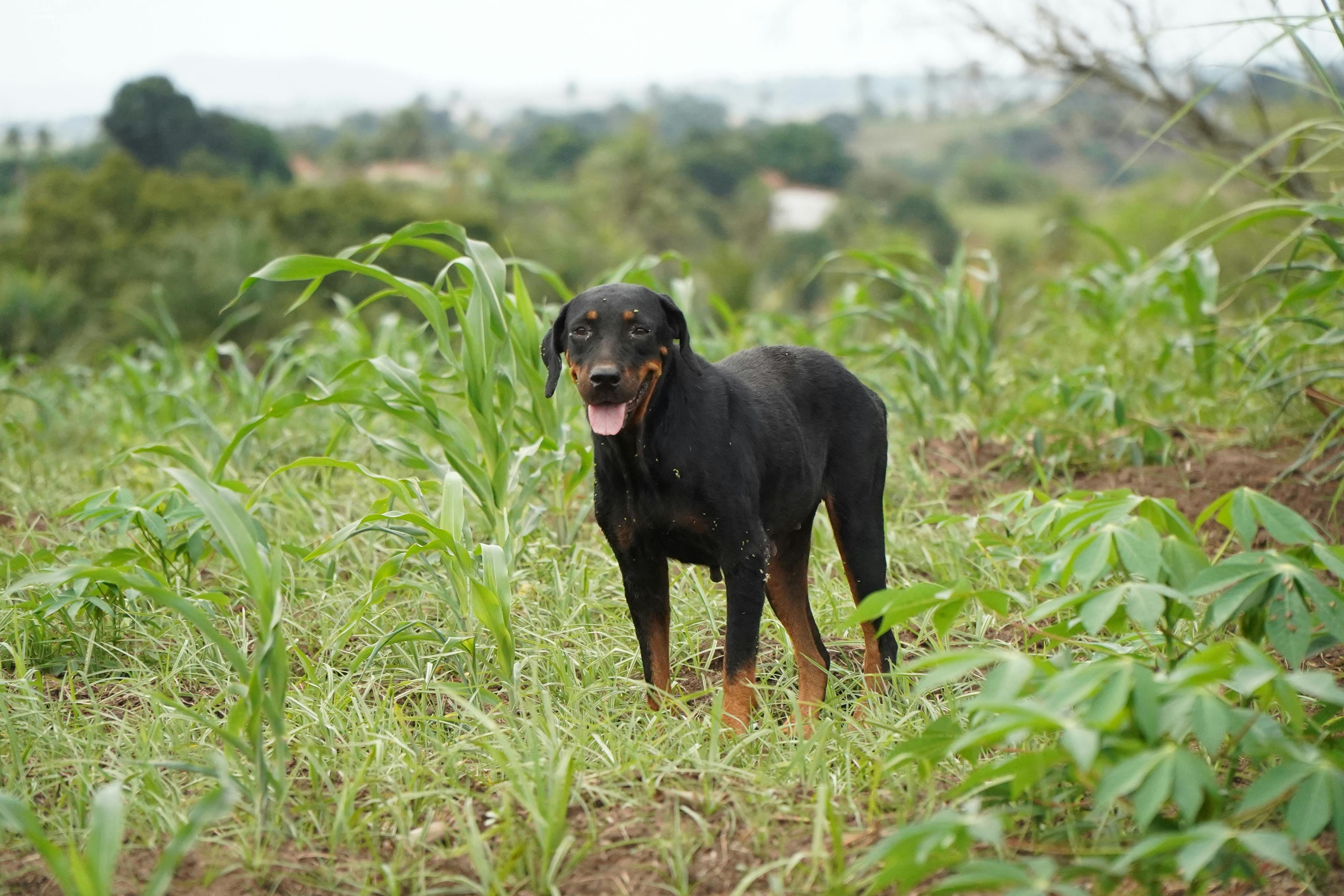 Black Pastors Photos, Download The BEST