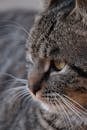 Close-Up Portrait of a Tabby Cat in China