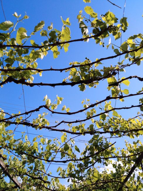 Green grapevines stretching across a clear blue sky in a vibrant vineyard scene.