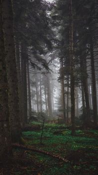 Enchanting misty forest with towering trees and lush greenery, evoking a serene and mystical ambiance.