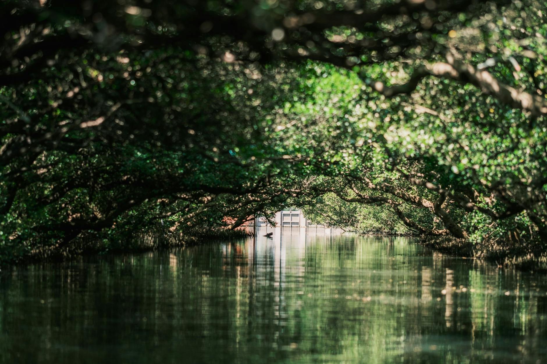 水上紅樹林與安平水域的綠意