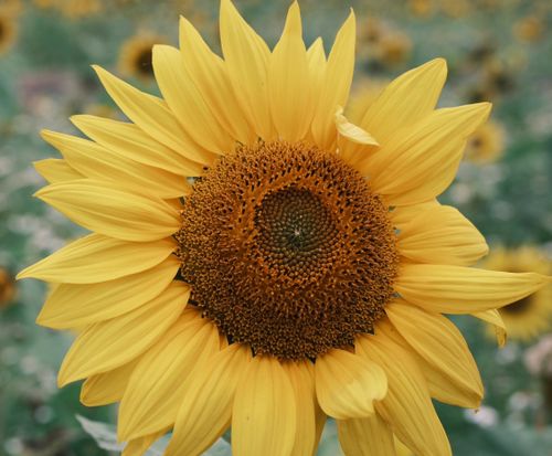 Free Bright close-up of a sunflower with vivid yellow petals in full bloom. Stock Photo