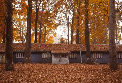 A cozy cabin surrounded by lush autumn trees creating a serene fall atmosphere.