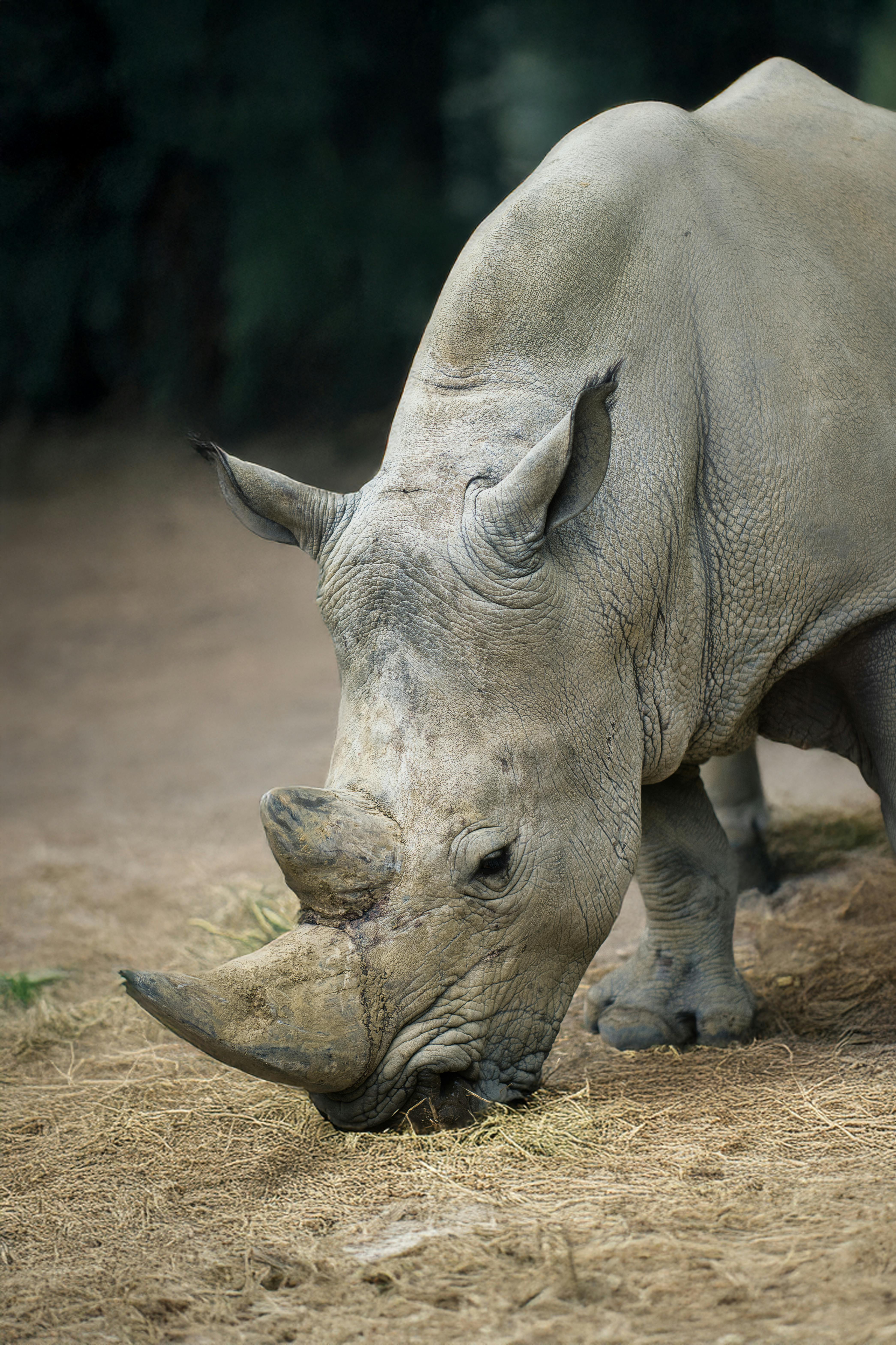 Gratuit Un rhinocéros blanc broutant du foin dans son habitat naturel. Un moment de calme et de sérénité en pleine nature. Photos