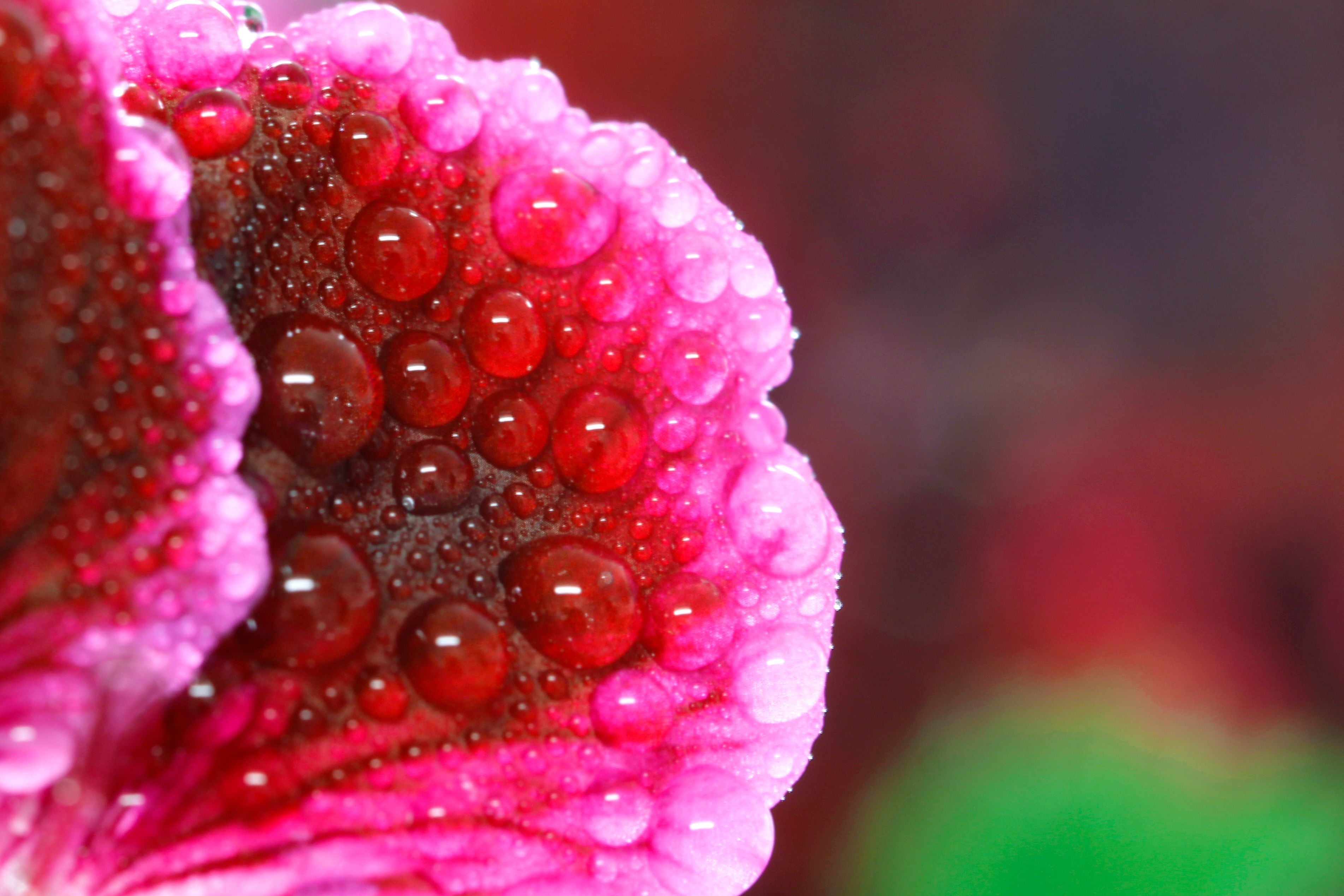 Pink Teams Background Photos, Download The BEST Free Pink Teams ...