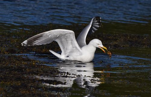 Free stock photo of bird, crab, herring gull Stock Photo