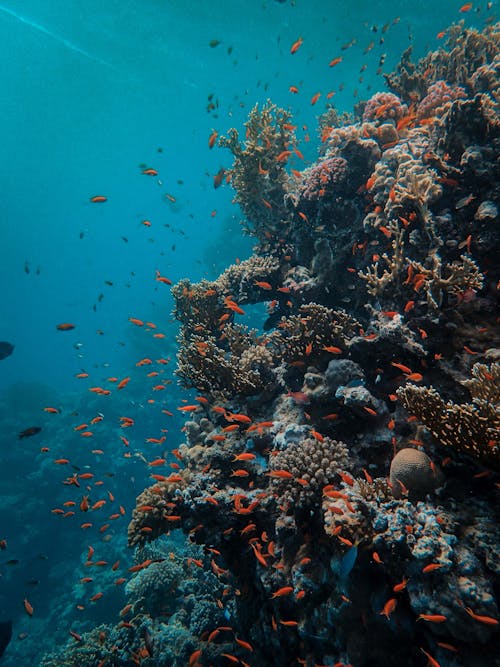 Ilmainen kuvapankkikuva tunnisteilla kalaparvi, koralli, meren elämää Kuvapankkikuva