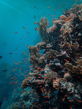 探索水下珊瑚礁，那里有五颜六色的鱼在游动，海洋生物充满活力
