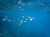 一群鱼群在清澈的海水中游泳，展示了海洋生物的壮丽景色