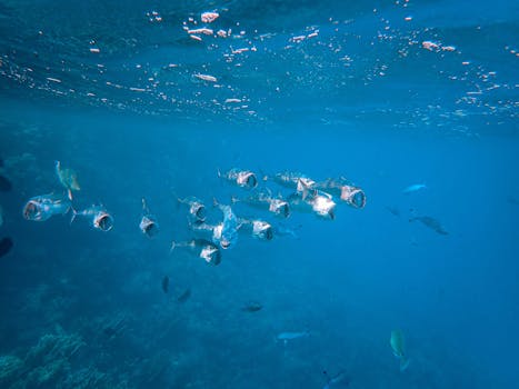 清澈海水中游动的鱼群，展现了海洋生物的壮丽景色