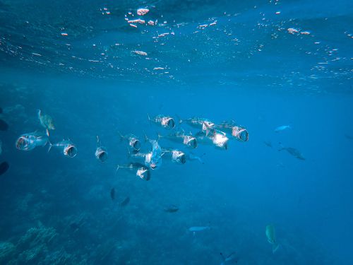 Free A stunning view of a school of fish swimming in crystal clear ocean waters, showcasing marine life. Stock Photo
