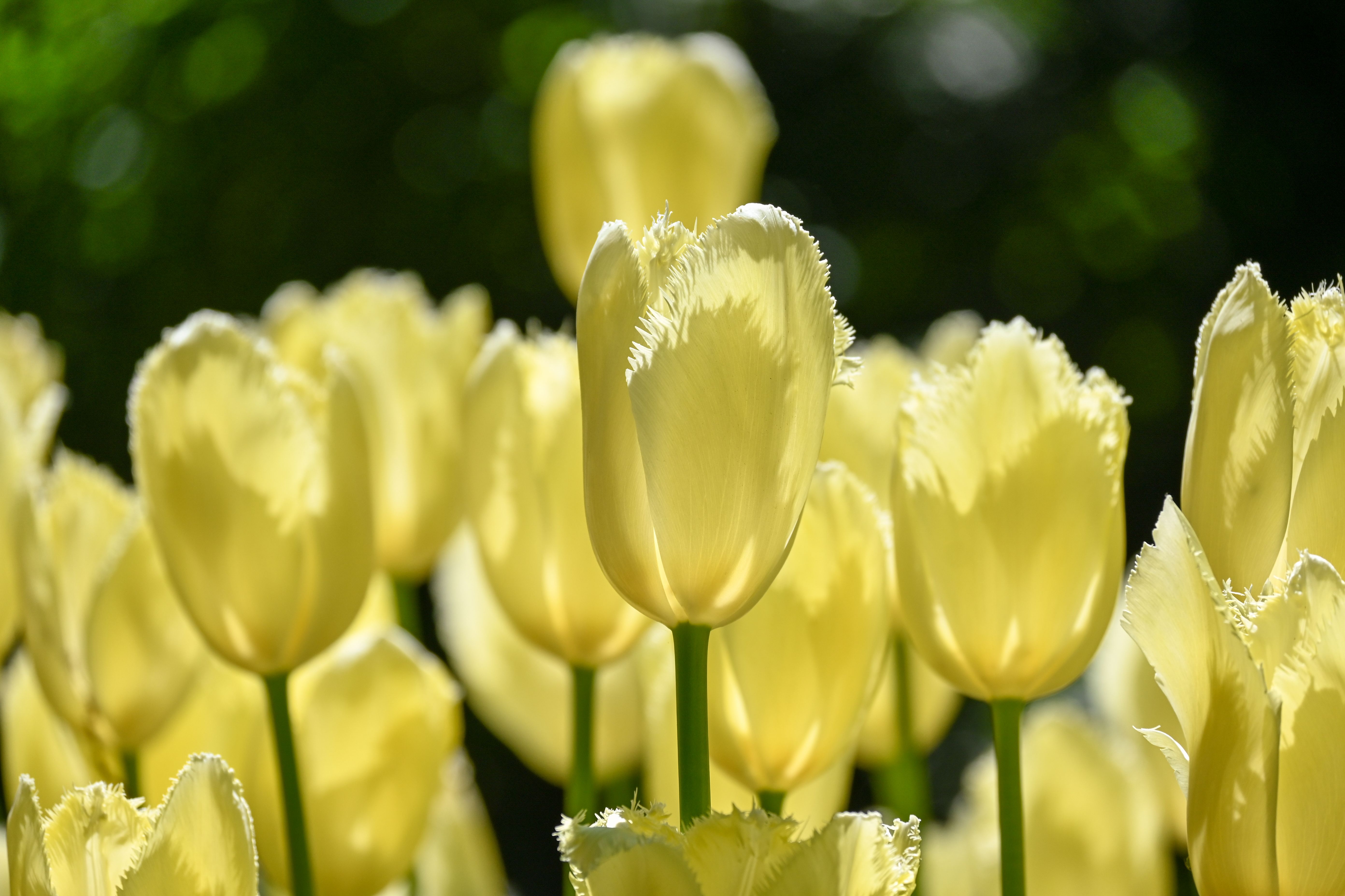 Vibrant Yellow Tulips in Spring Light · Free Stock Photo